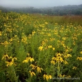 Coneflowers, Stark Wilderness Center, Wilmot