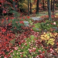 Tupelo, Thompson Ledges, Geauga County