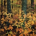 Sassafras Leaves, Shawnee State Forest, Scioto County