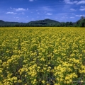 Butterweed, Scioto County