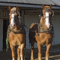 Belgian Shire Horses, Kline Farm, Holmes County