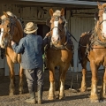 Harnessing Belgian Shire Horses, Amish Farm, Holmes County