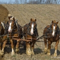 Plowing with Four Belgian Shire Horses, Holmes County