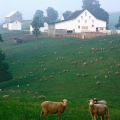 Cottage Hill Sheep Farm, Harrison County