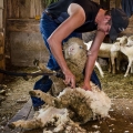 Rick Moore Shearing Sheep, Cottage Hill Farm, Harrison County