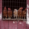 Chickens, Holmes County