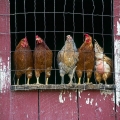Chickens, Holmes County