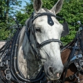 Percheron, Horse Progress Days, Holmes County
