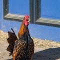 Rhode Island Red Cock