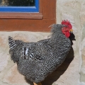 Wyandotte Chicken