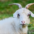 Tennessee Fainting Goat, Ohio