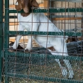 Boer Goat in Barn, Delaware County