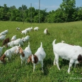 Boer Goats in Field, Delaware County
