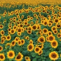 Sunflowers, Near Salem, Columbiana County
