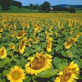 Sunflowers, Perry County