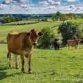 Jersey Cows, Holmes County