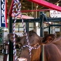 Jersey Cow at Canfield Fair, Mahoning County