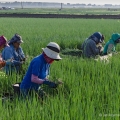 Picking Spring Onions, Buurma Farms, Huron County