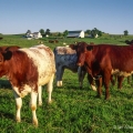 Shorthorn Beef Cattle, Holmes County