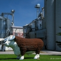 Grain Silos & Bull, Gilboa, Putnam County