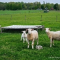 Ewes & Lambs, Hopewell Farm, Trumbull County