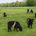 Belted Galloway Cattle, Hopewell Farm, Trumbull County