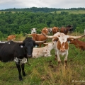 Texas Longhorn Cattle, Dickinson Cattle Company, Belmont County