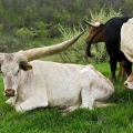 Texas Longhorn, Watusi & Buelingo Cattle, Dickinson Cattle Company, Belmont County