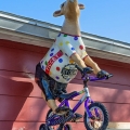 Jersey Cow Biker, Young's Jersey Dairy, Yellow Springs
