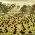 Amish Farm Field Near Winesburg, Holmes County