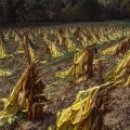 Tobacco Field, Brown County