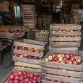 Apples in Barn, Shew's Orchard, Morgan County