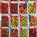 Apples, Canfield Fair, Mahoning County