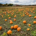 Pumpkin field near Mogadore, Portage County