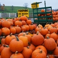 Pumpkins, near Berlin, Holmes County