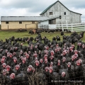Turkeys on Amish Farm, Holmes County