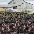 Turkeys, Near Mount Hope, Holmes County