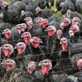 Turkey's, Holmes County