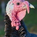 Standard BronzeTurkey, Goatfeathers Point Farm, Cuyahoga Valley
