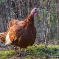 Bourbon Red Turkey, Goatfeathers Point Farm, Cuyahoga Valley