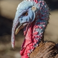 Bourbon Red Tom Turkey, Goatfeathers Point Farm
