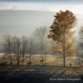 Hillside in Mist, Near Charm, Holmes County