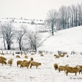 Sheep Near Charm, Holmes County, Ohio
