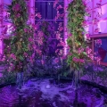 Orchid Display, Cleveland Botanical Garden