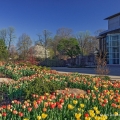 Tulips, Cleveland Botanical Garden