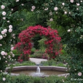 Double Arch, Rose Garden, Cleveland Botanical Garden