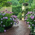Hydrangeas, Cleveland Botanical Garden