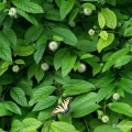 Tiger Swallowtail on Buttonbush, Cleveland Botanical Garden