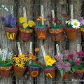 What's Blooming, Hershey Children's Garden, Cleveland Botanical Garden