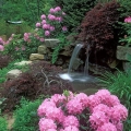 DeWeese Rhododendron Garden, Cleveland Botanical Garden